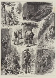 Vedhogst i skogene i Østerrike og Bayern